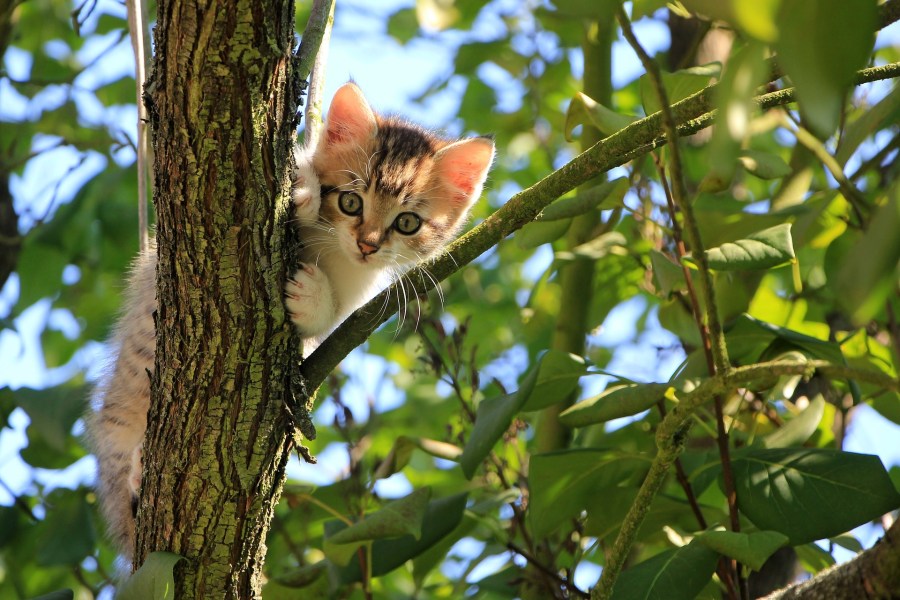 finding-kittens-for-adoption-near-you